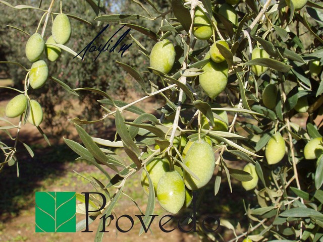 Variedad de olivo KARIDOLIA